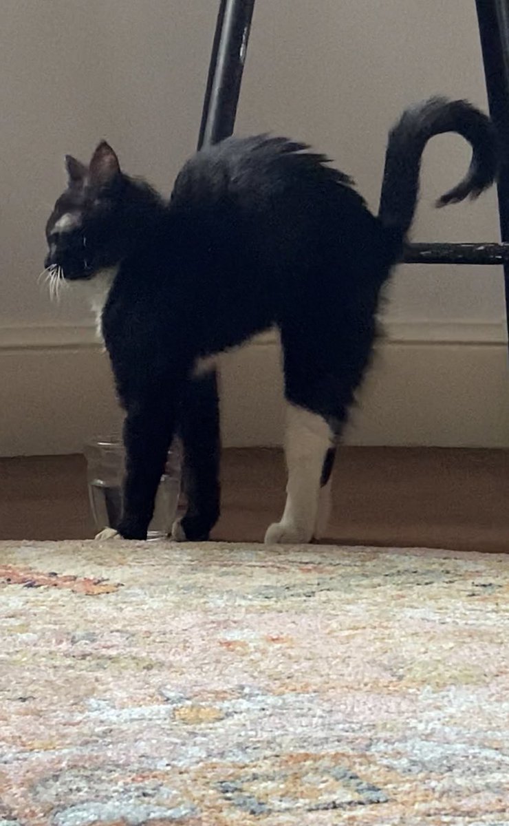 obsessed with this normal shape our cat made while stretching