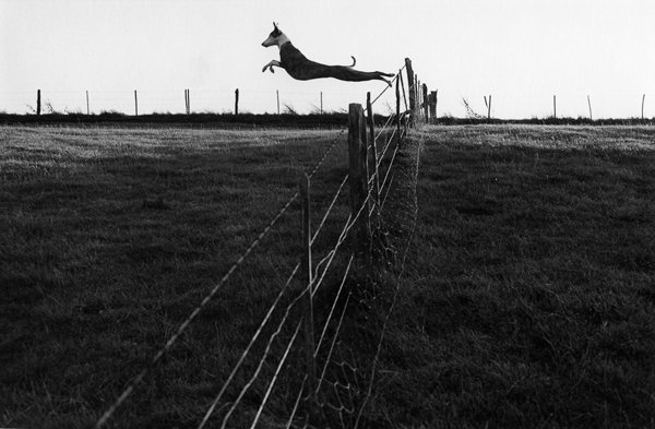 'Lurcher leaping a fence' by UK photographer Fay Godwin (1931-2005)  #womensart