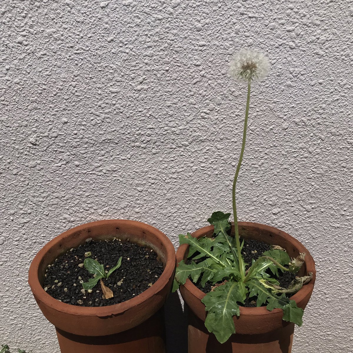 枡野浩一 Koichi Masuno シロバナタンポポ 白い綿毛になった 洗濯機置場に洗濯機は置かず コインランドリーにかよっている 階段のみの五階なのに 水道の蛇口に如雨露になるホースをつなぎ 頻繁に打ち水 ヒマワリは水を切らすとすぐ葉が枯れてしまう