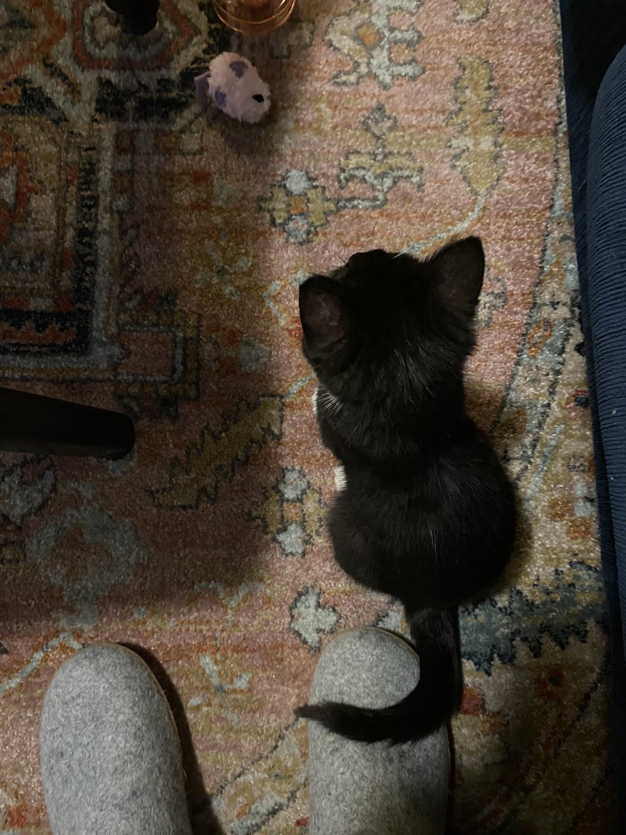 the thing about chip is he is very very small but no photos i have really convey that