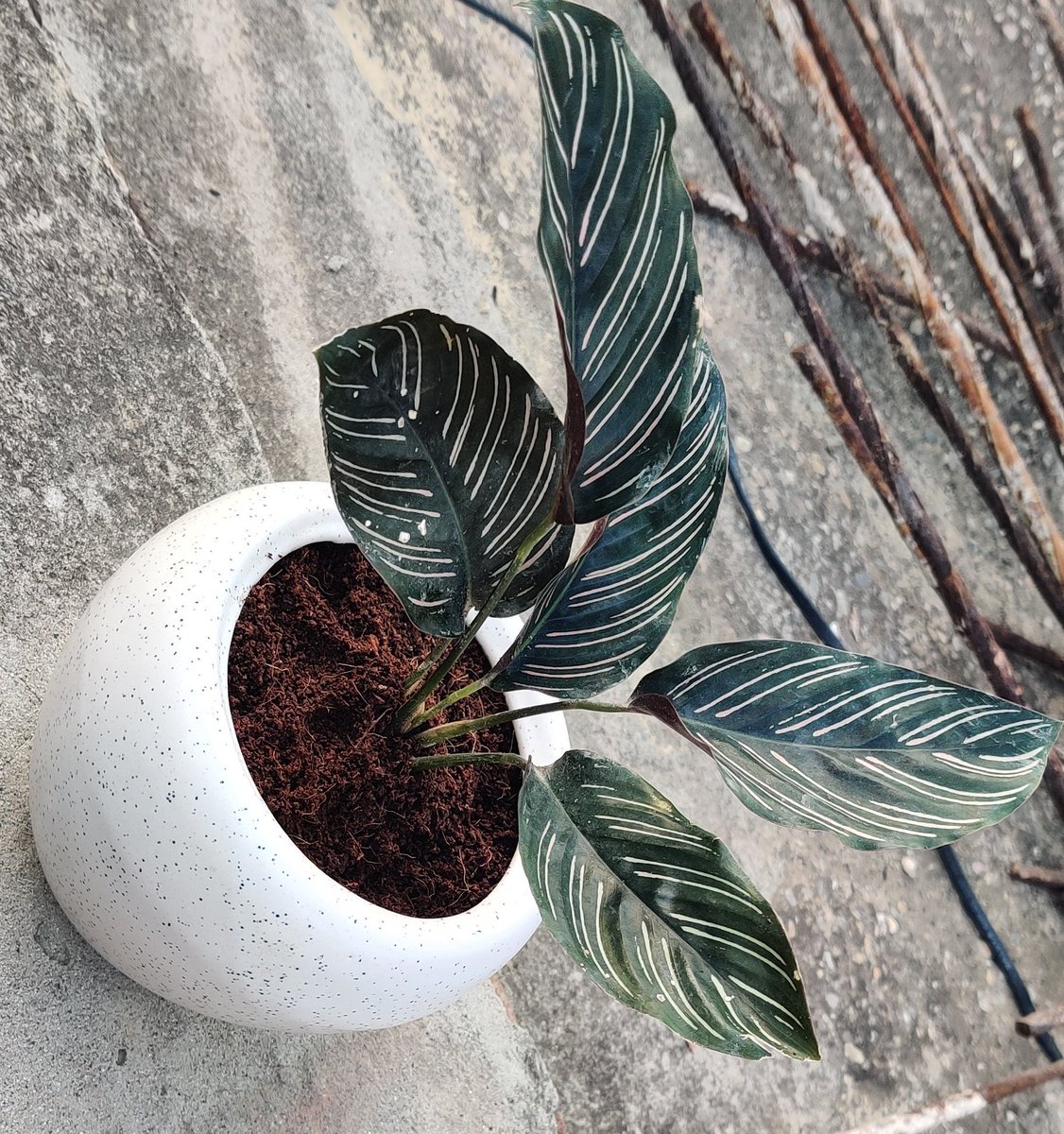 Jeevan__47's tweet photo. Let me plant one, ya!
#SaveEarthSaveLife
#djjssanrakshan https://t.co/XGLGtRLVH3