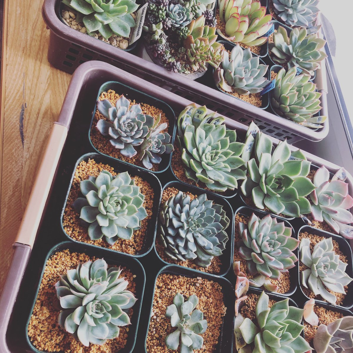 かちゃり 多肉植物 多肉youtube有益なお知らせを するよう心がけております チャンネル登録高評価よろしくお願いします おらいさん苗シリーズを鹿沼細粒オンリーの土で試し中 T Co Baatxasohx かちゃり 多肉 多肉植物 Youtube