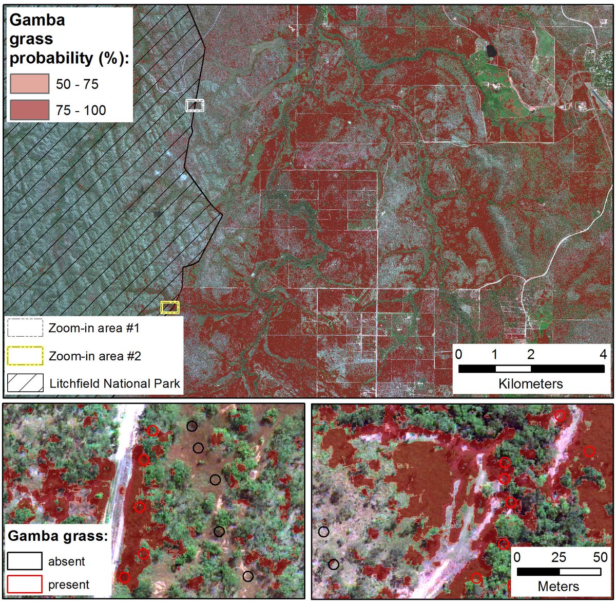 Are you interested in landscape-scale detection of invasive weeds? Than have a look at our open access @IEEEXplore paper at ieeexplore.ieee.org/document/91545…. We showed that #gambagrass could be mapped from space with an accuracy of up to 91%. @shaunlevick @NESPNorthern @Maxar @CSIRO