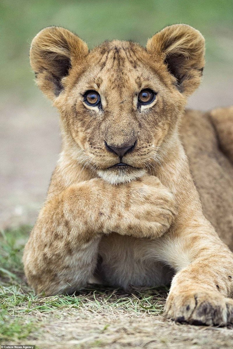 Alessandro No Dm Adorable Baby Lion Photos Photography Animals Lions T Co Jfnlrfib8g Twitter Alessandro No Dm Adorable Baby Lion Photos Photography Animals Lions T Co Jfnlrfib8g Twitter