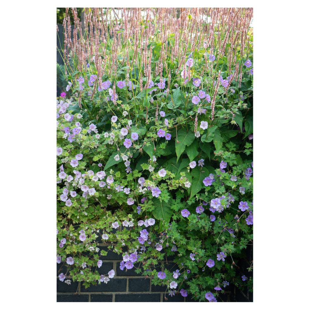 Softening existing brick garden wall - mission complete! A tapestry of Geraniums tumbling through the Persicaria and over the wall of our project on the kent coast. 
.
.
.
.
.
#naturetakingover #naturesway #plantingdesign #plantsmakeeverythingbetter #summerbuzz #summertime