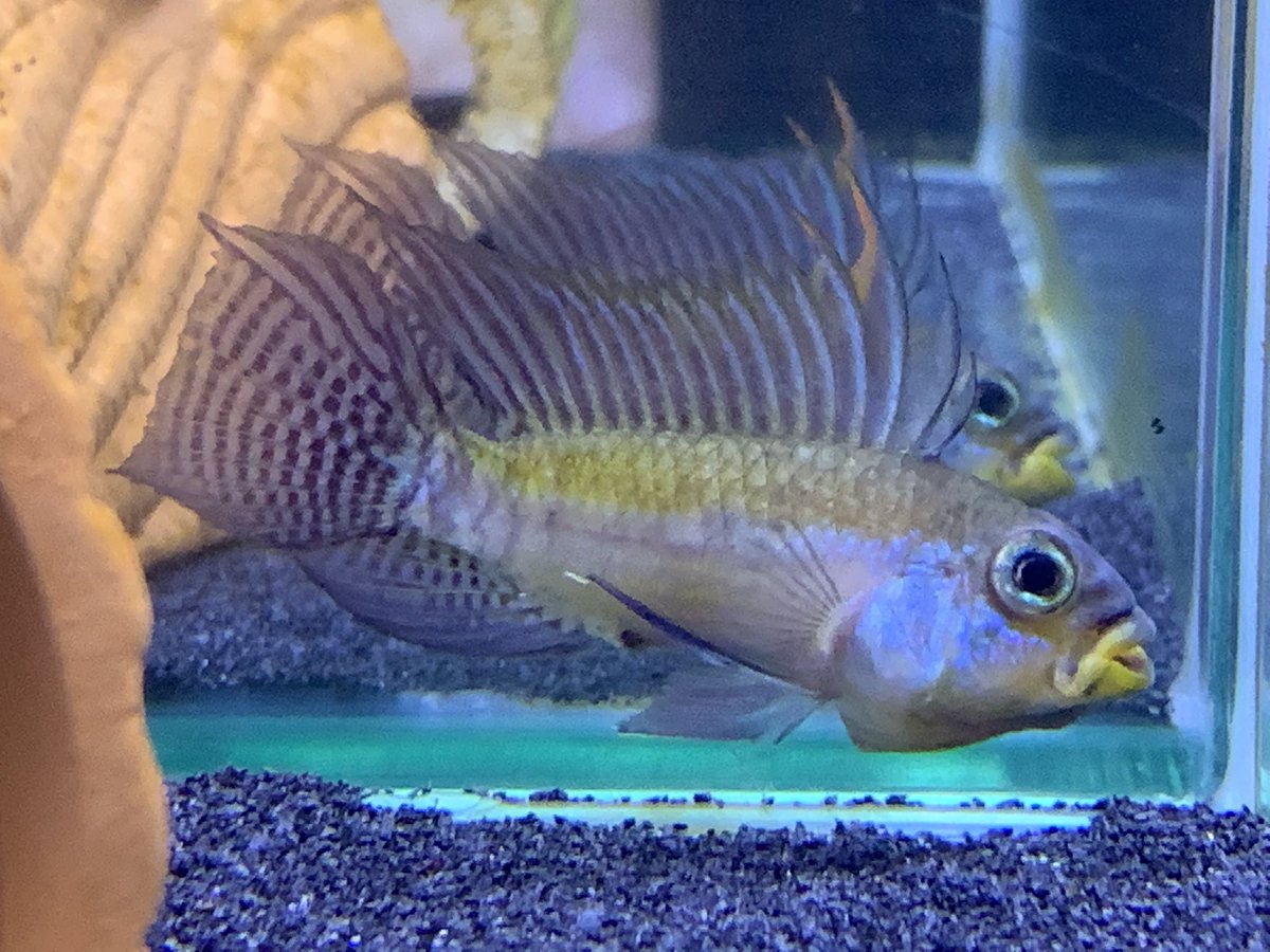 ソイル買いに行って来よ^o^

#アピスト
#アルパフアヨ