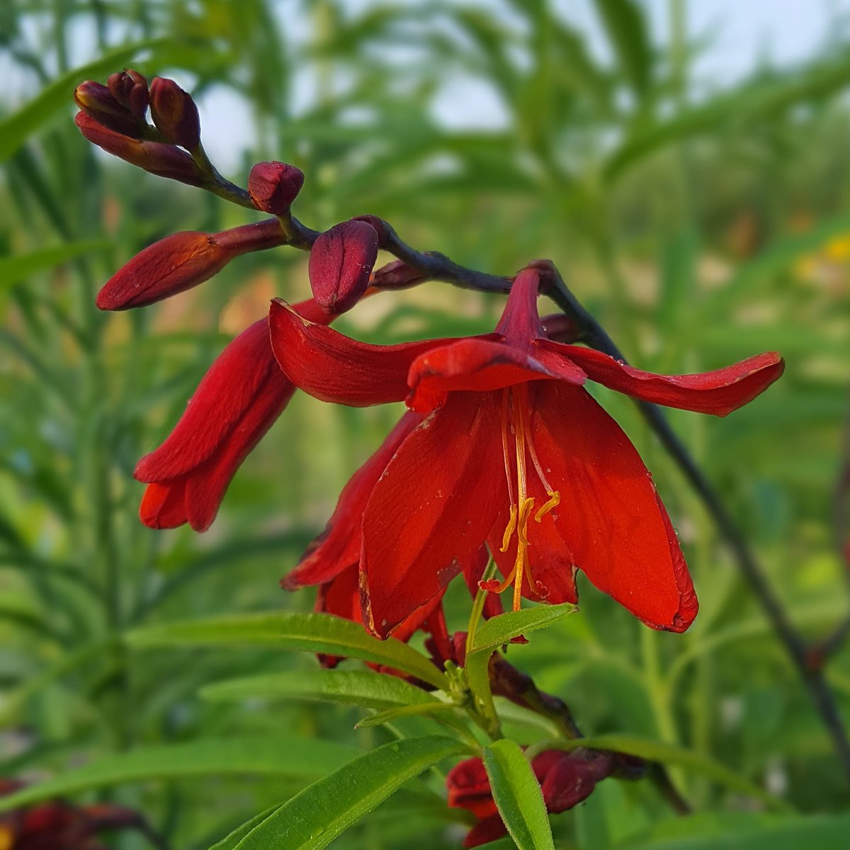PlantPref's tweet photo. Crocosmia 'Vesuvius'- just a few left...
#crocosmia #crocosmiavesuvius #redflowers #hotborder #summerbulbs #summerflowers #africanbulbs #mailorderplants https://t.co/209naW3ymn