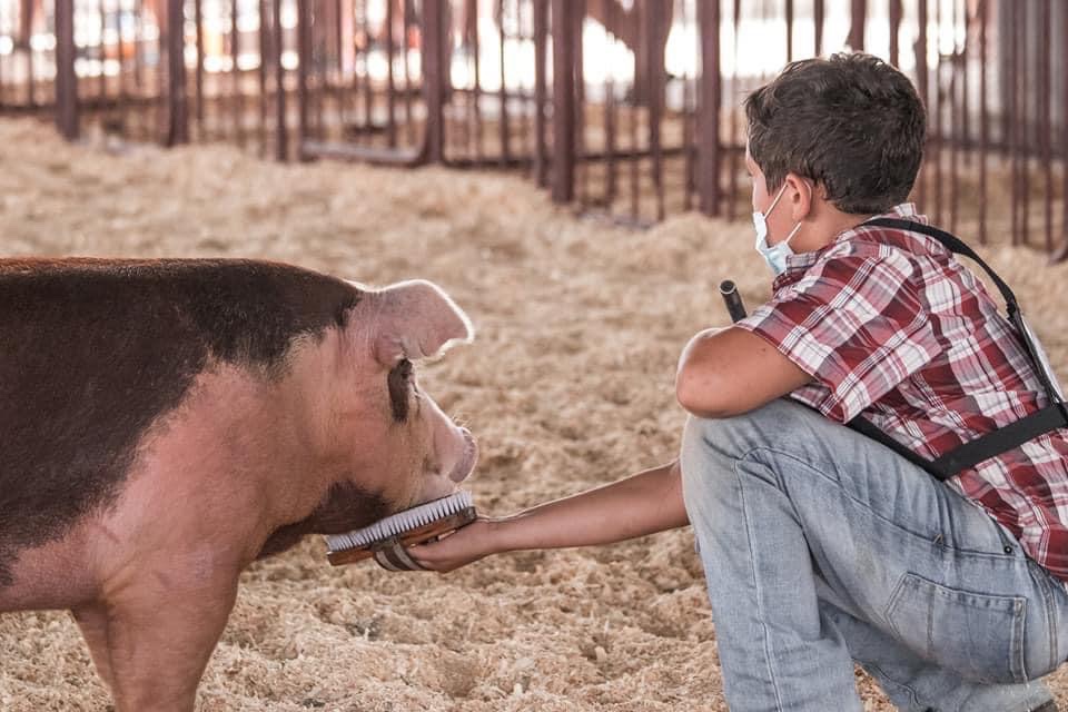 _MzBri29's tweet photo. Mason doing what he loves ! #marshallcounty #pigs #beef https://t.co/n8vsn52hr3