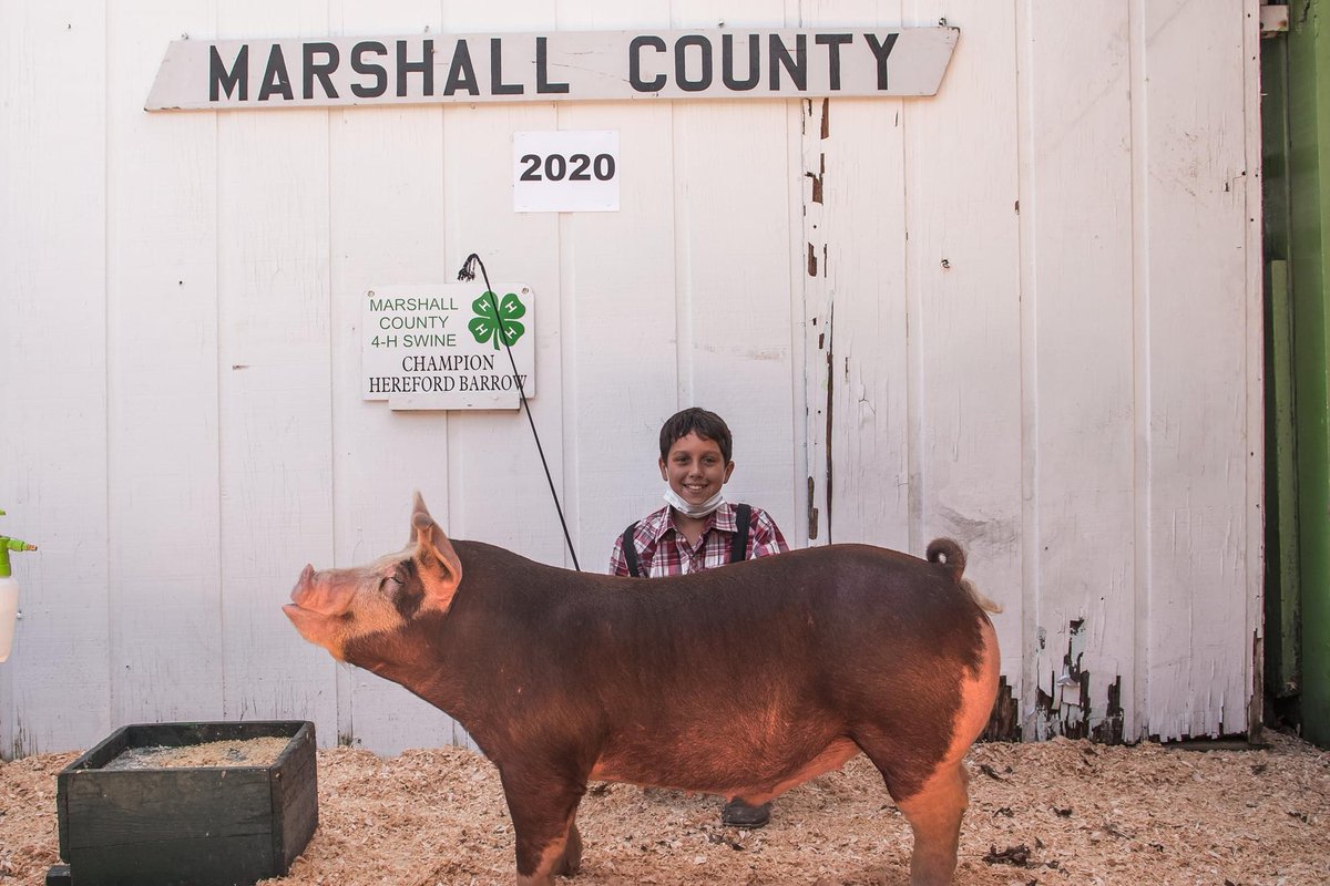 _MzBri29's tweet photo. Mason doing what he loves ! #marshallcounty #pigs #beef https://t.co/n8vsn52hr3