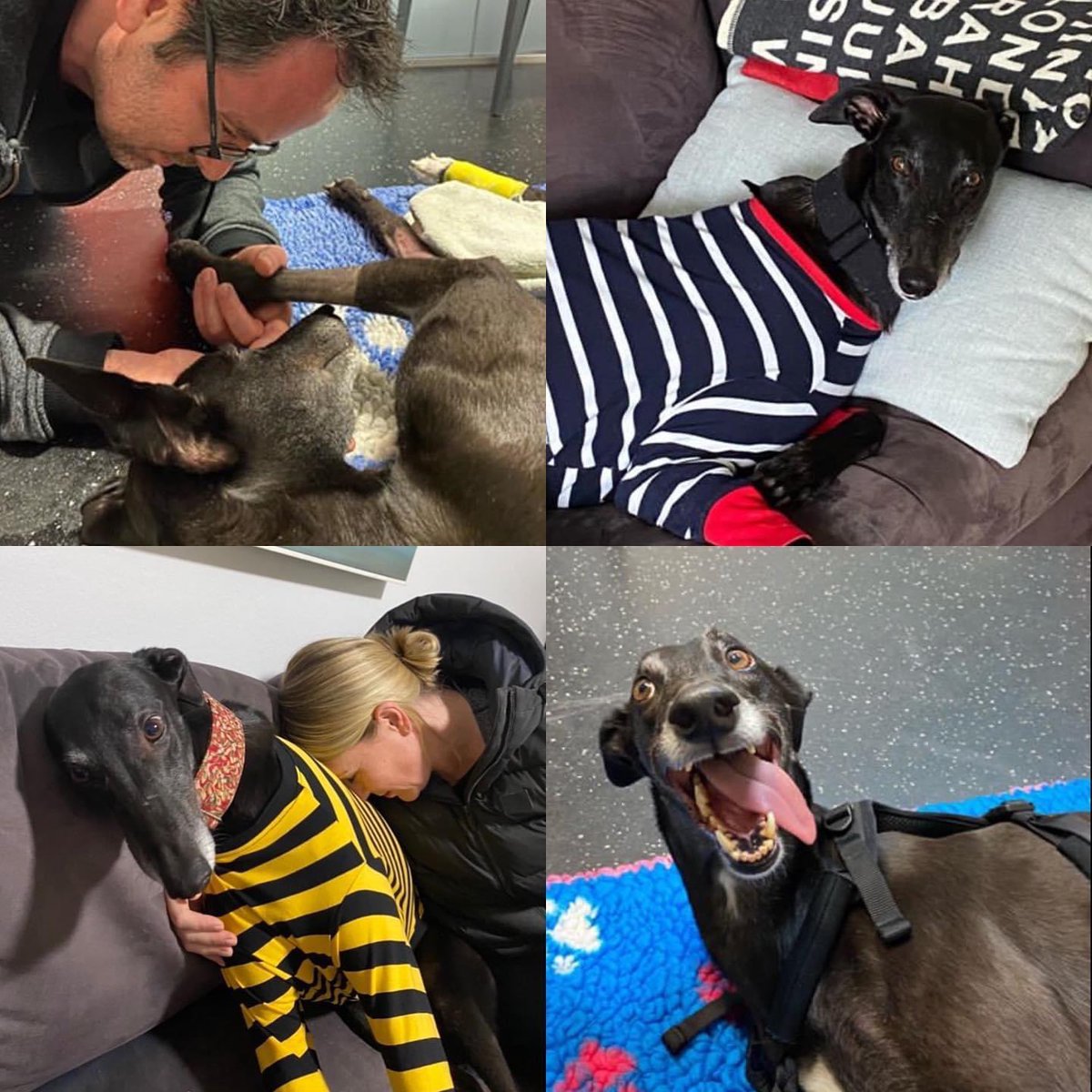 #houndsoftwitter if you need any snazzy new duds, Houndtees is donating all  profits today to Joey, who only just got adopted but has some major health problems. Joey once got a ride in mum’s car to the hairyman and mum says she is a total sweetie. houndtees.com.au