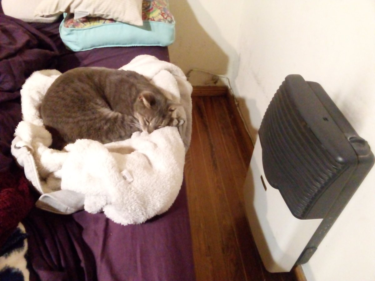 Brainrot_Zone's tweet photo. Unexpectedly I had to put my cat down yesterday.
It's so empty now...
I'm gonna miss him so much.
RIP my little loud boy.
(08/12/16 - 14/08/20) https://t.co/KTPLL3EhIF