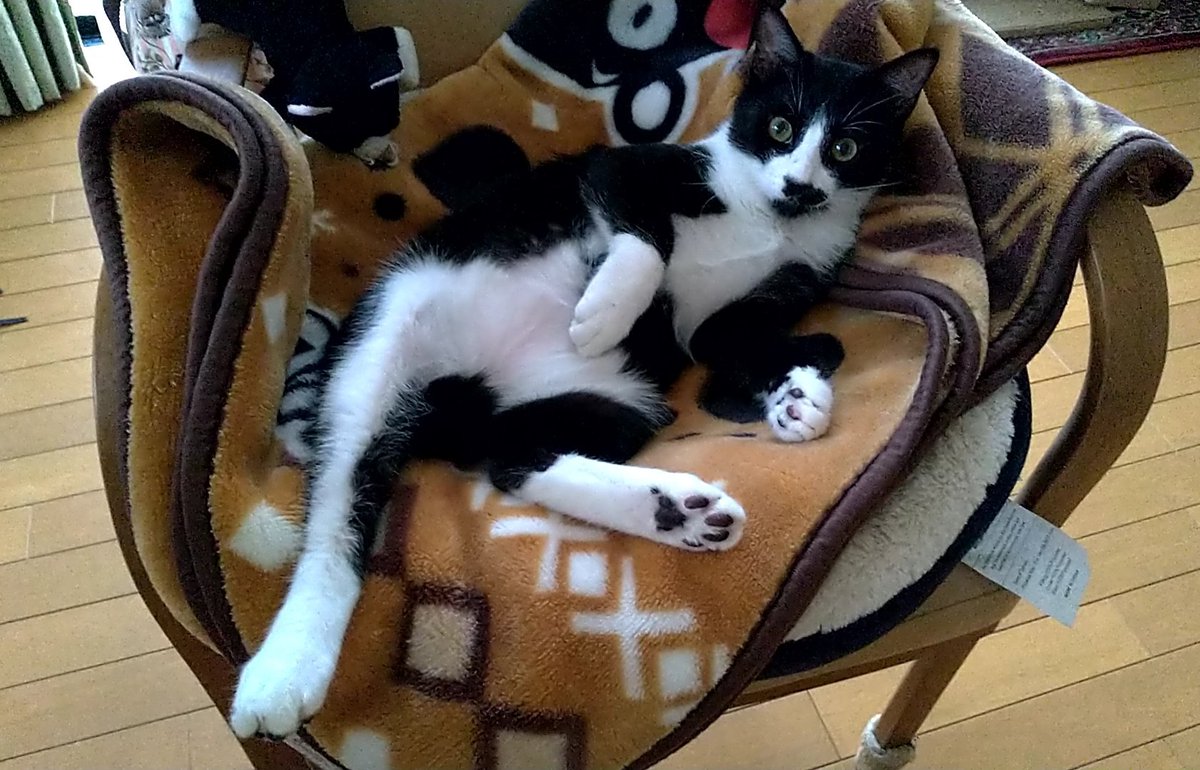 kouchan_522's tweet photo. マフィアのドンを思わせるポーズのこうた。傍らに猫ちゃんがいる辺り、リアルさが増しています…… https://t.co/VRmB6GWgEz