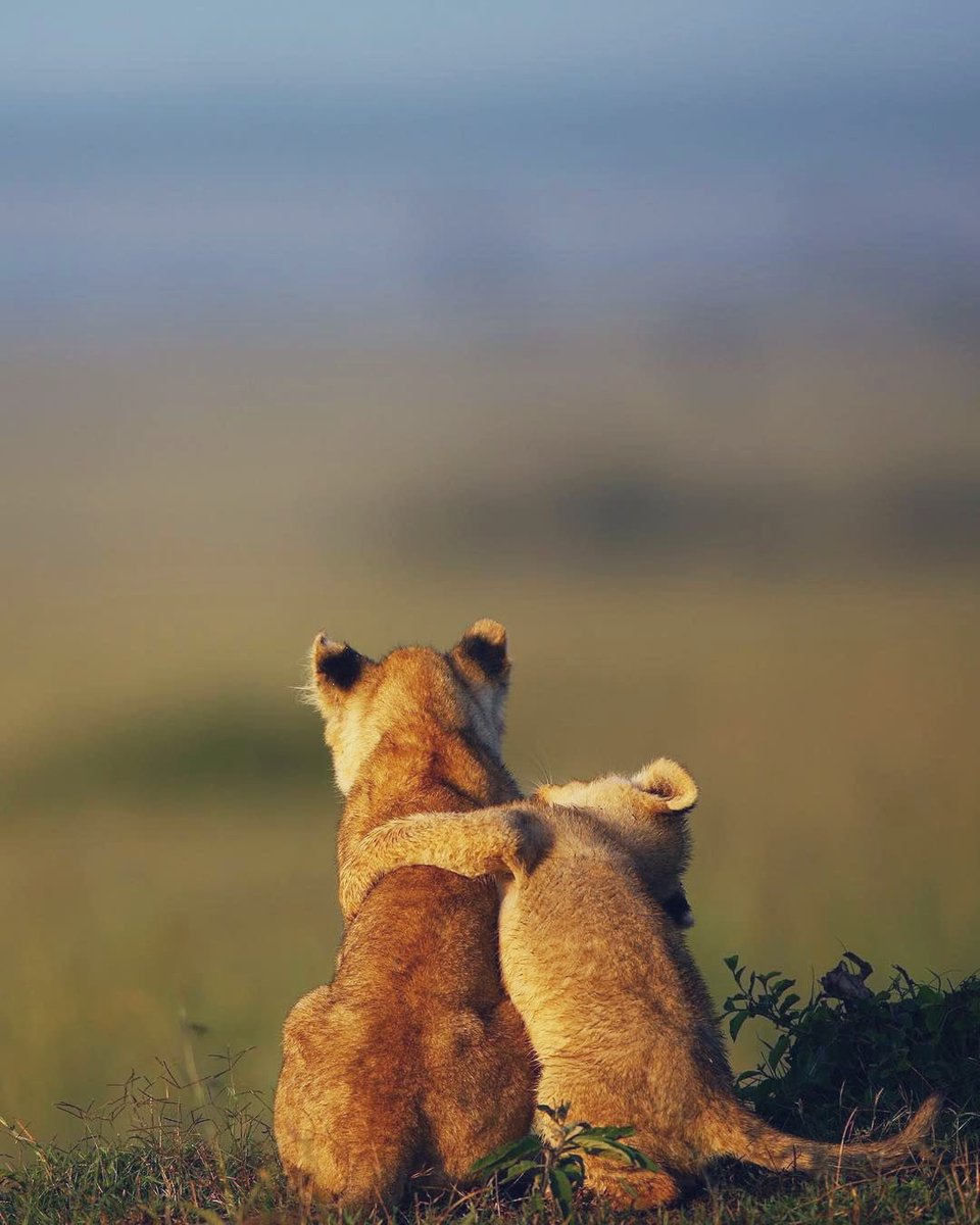 Alessandro No Dm Adorable Baby Lion Photos Photography Animals Lions T Co Jfnlrfib8g Twitter