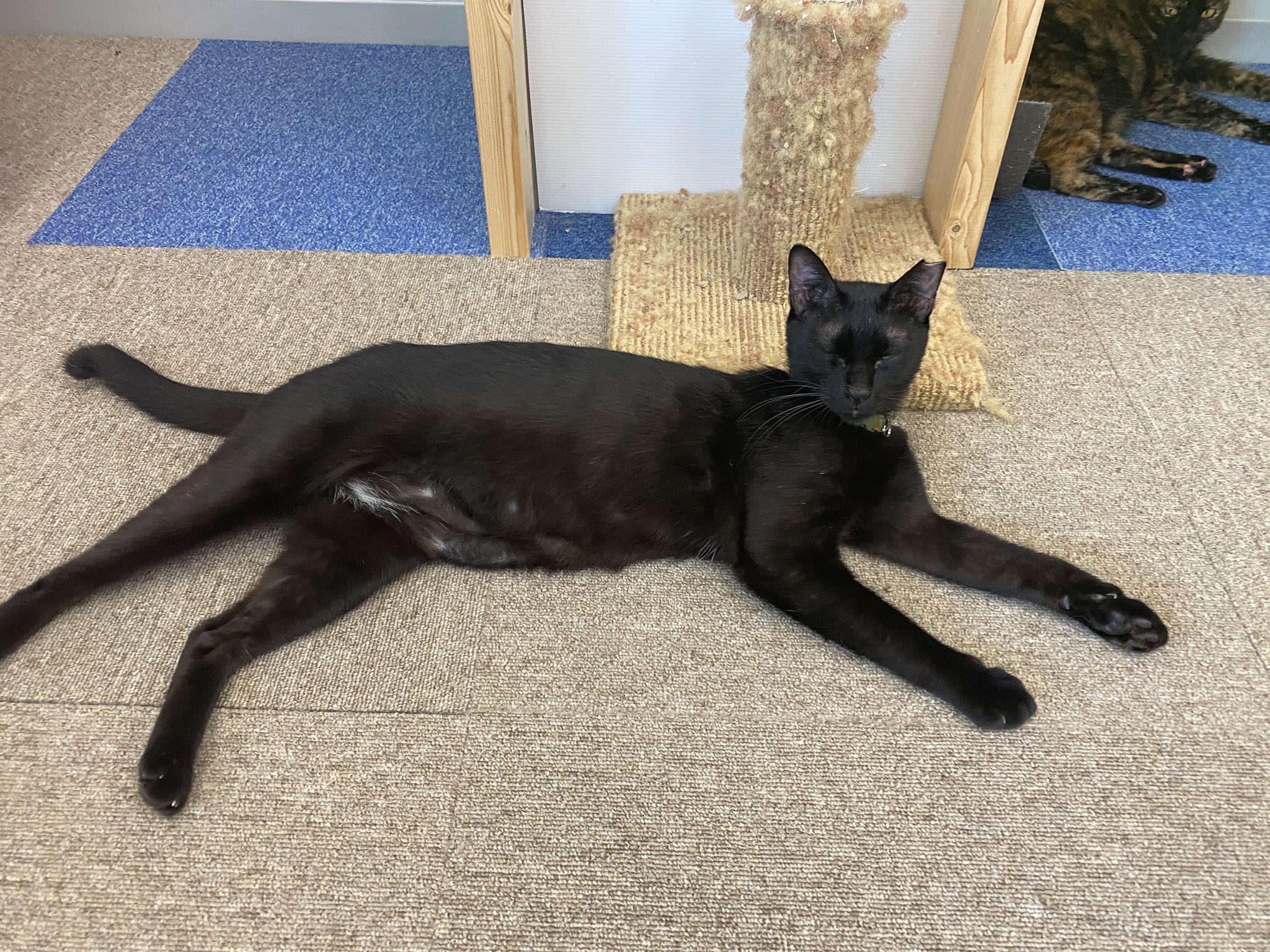 保護猫カフェかぎしっぽ Twitter Search Twitter