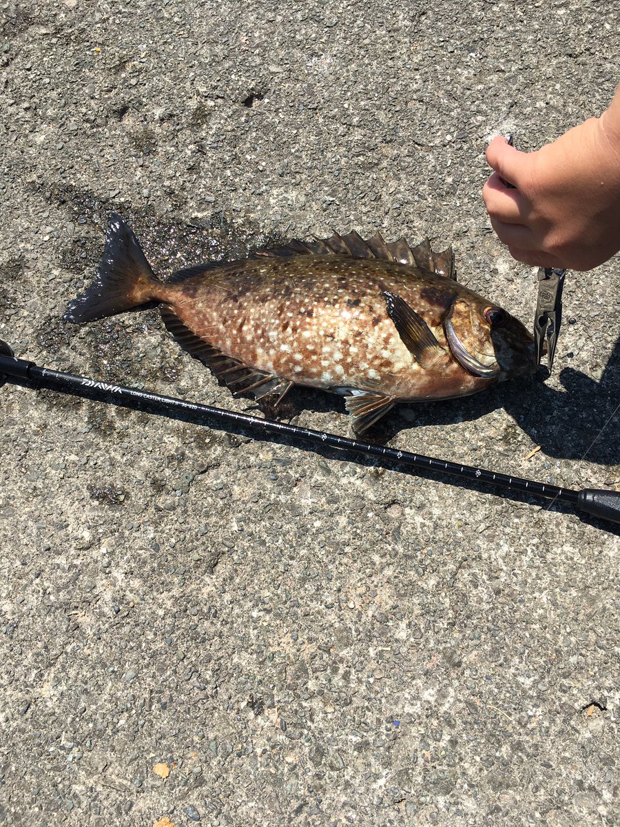 ウクレレとうさん 今日の湯河原は魚種が豊富だつたよ メジナにメッキにネンブツダイにアイゴにハタ系の何か あっ 釣れすぎてメジナの写真を撮り忘れた