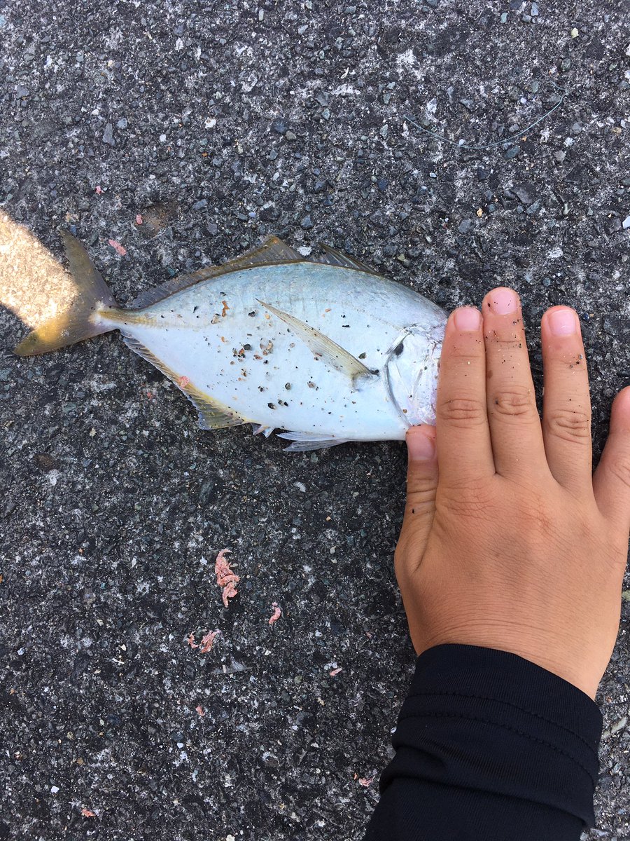 ウクレレとうさん 今日の湯河原は魚種が豊富だつたよ メジナにメッキにネンブツダイにアイゴにハタ系の何か あっ 釣れすぎてメジナの写真を撮り忘れた