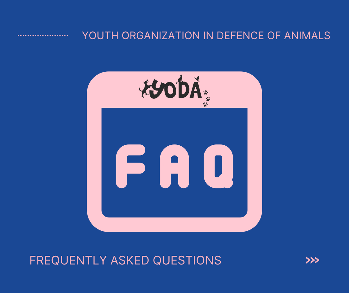 Yodamumbai2's tweet photo. YODA FAQs

We've been receiving a LOT of messages regarding the following questions.

SWIPE TO SEE THE ANSWERS! https://t.co/muK6OTRiyF