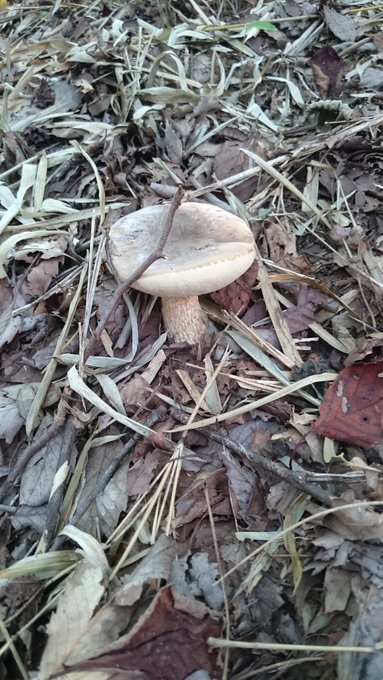 本日見つけたキノコ
種類は分かりません 