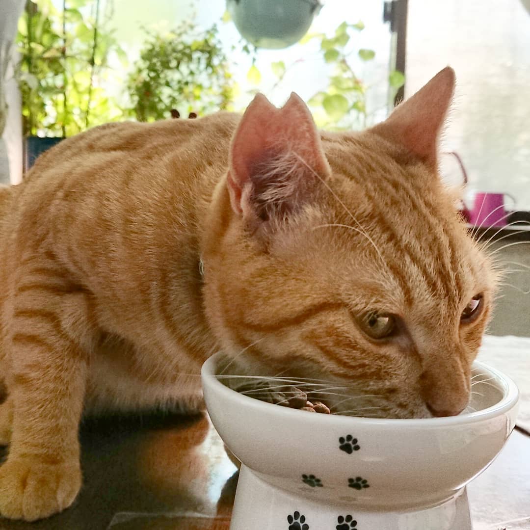 lcmc_1815's tweet photo. すぐに実家に戻りますが、甲府に帰るのでしばらくの間投稿はお休みします。
ラキミキくーちゃん、またね👋
#シェルティ
#シェットランドシープドッグ
#sheltie
#shetlandsheepdog
#ラキミキ
#ラッキーミッキー
#キッキー
#luckymickey
インスタ⇒https://t.co/TewLATcvBs https://t.co/uRVtEPRSuX