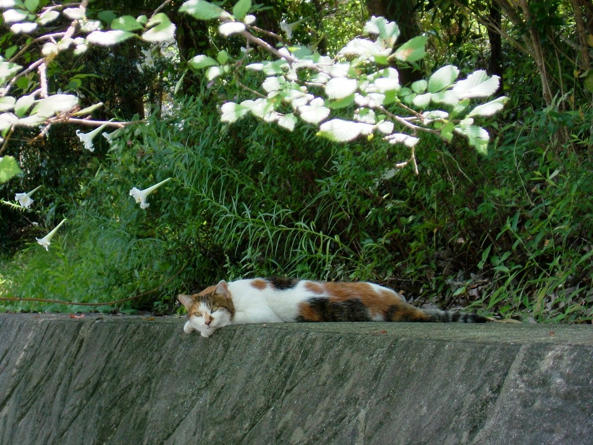 MoraYagyu's tweet photo. ここで涼ませてもらうよ🐱
#fujifilm #finepix #F700 #ファインダー越しの私の世界ᅠ https://t.co/BT0u7AfOdh