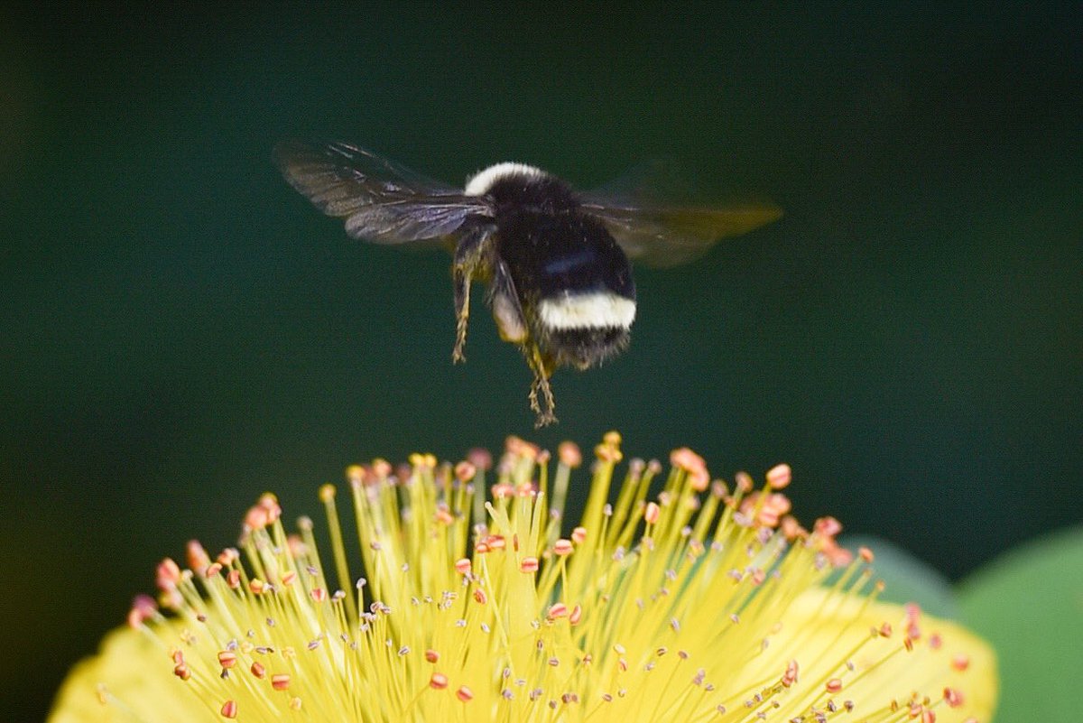caratench's tweet photo. Little bee bum🐝 #nature #bumblebee #gardening #bees #NaturePhotography https://t.co/EofclqmutX
