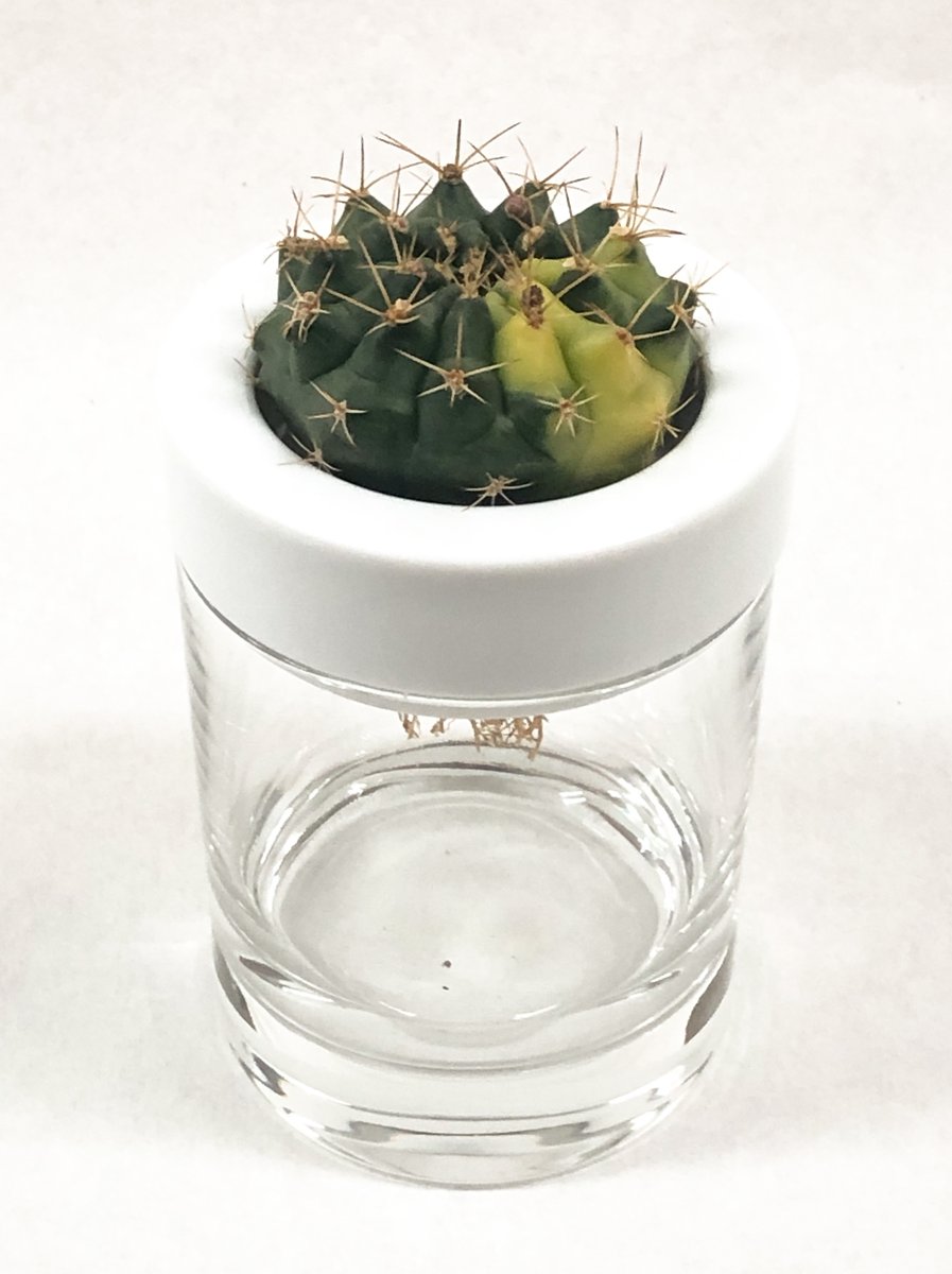 Blue Plants 当日はstores T Co P71rawt8hx にて販売いたします お好きな植物とsaisuiをお選びください 販売価格 選択する植物により異なります 翠晃冠錦以外全て 6 380 税込 翠晃冠錦 7 480 税込 各サボテン限定1個です 是非お早めに