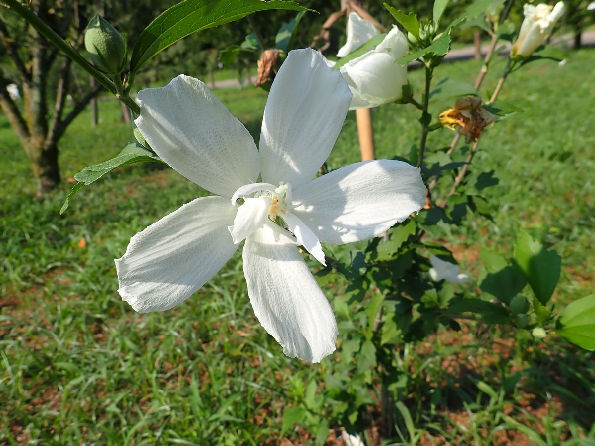 神代植物公園 ニュース בטוויטר スタッフより 園芸係 はなもも むくげ園の 白祇園守 しろぎおんまもり 夏の京都の風物詩 祇園祭 は 八坂神社の祭礼 その八坂神社にこの 白祇園守 がたくさん植えられていて ちょうど祇園祭のころに見ごろになる