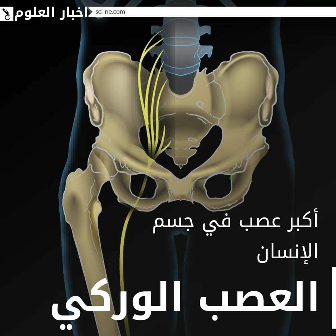 sn_ce4's tweet photo. مجموعة من الحقائق المفاجئة حول "جسم الإنسان"
#Science_News‼️ https://t.co/1dQppdIIgm
