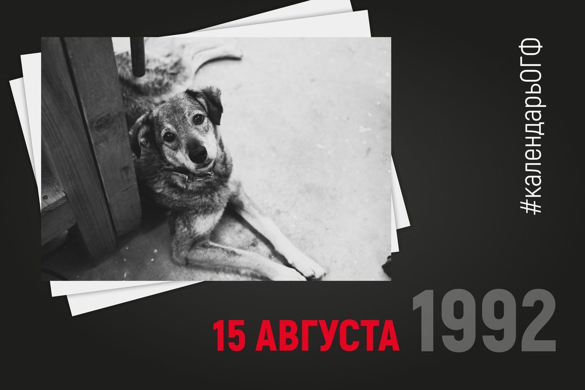 В третью субботу августа отмечается Всемирный день бездомных животных (International Homeless Animals Day). Эта дата появилась в календаре  в 1992 году по инициативе Международного общества прав животных — ISAR. #календарьОГФ #зоозащита #благотворительность #собаки #кошки