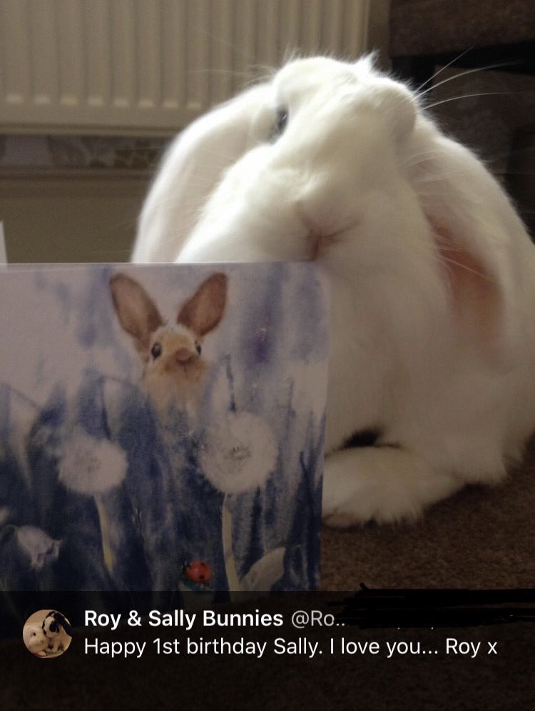 SallySnowball_'s tweet photo. Happy 6th Birthday Sally - we miss you so much sweetheart💕 https://t.co/I8HPKIDwnu