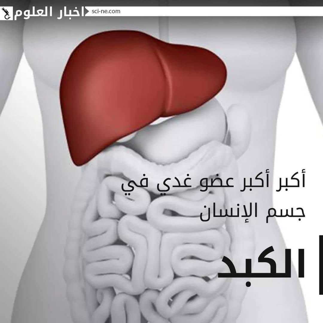 sn_ce4's tweet photo. مجموعة من الحقائق المفاجئة حول "جسم الإنسان"
#Science_News‼️ https://t.co/aKAK5qLJV0