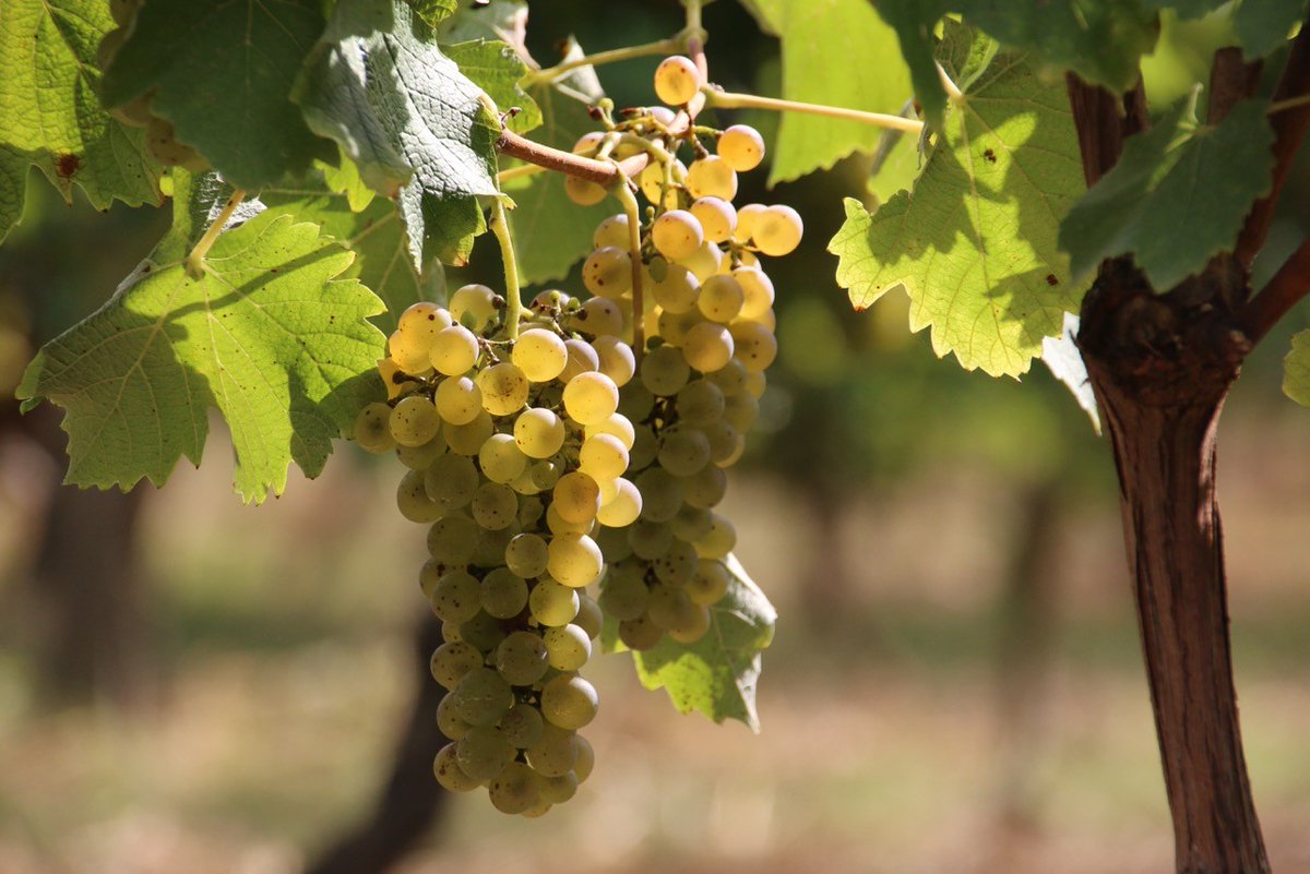 OTGrandArmagnac's tweet photo. Bonnes vendanges à tous nos producteurs‼️ 🍇
👉https://t.co/f48WXsUqOA

#GrandArmagnac #GoGascon #vendange @CotesdeGascogne @armagnac @FlocdeGascogne https://t.co/h6yQhu7tFq