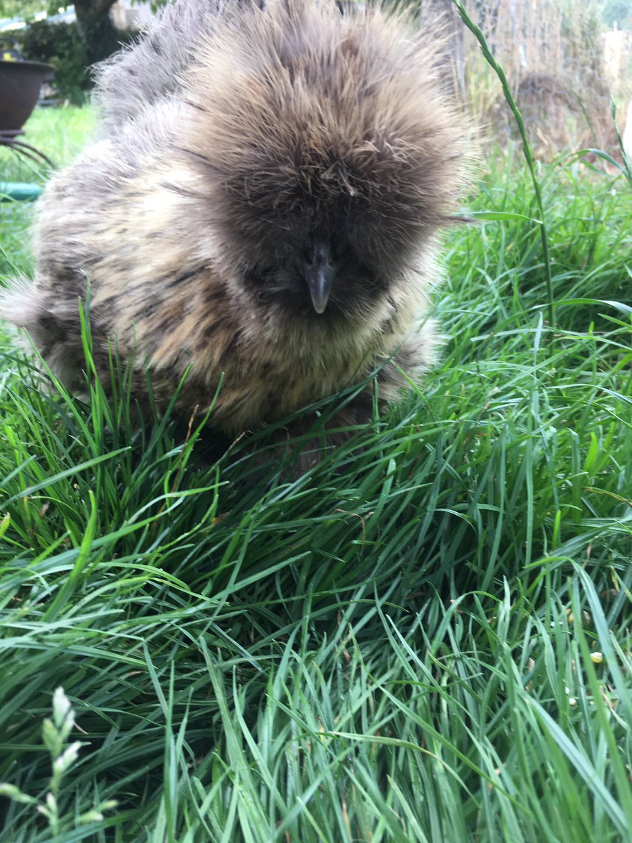 PipinchickP's tweet photo. This is Midus.
She is such a funny chicken, always has her beak in anything you’re doing and is utterly fearless!
#silkies #pompom #floofychicken #sillychicken #pipinchickpoultry https://t.co/jLBqqeMwR6