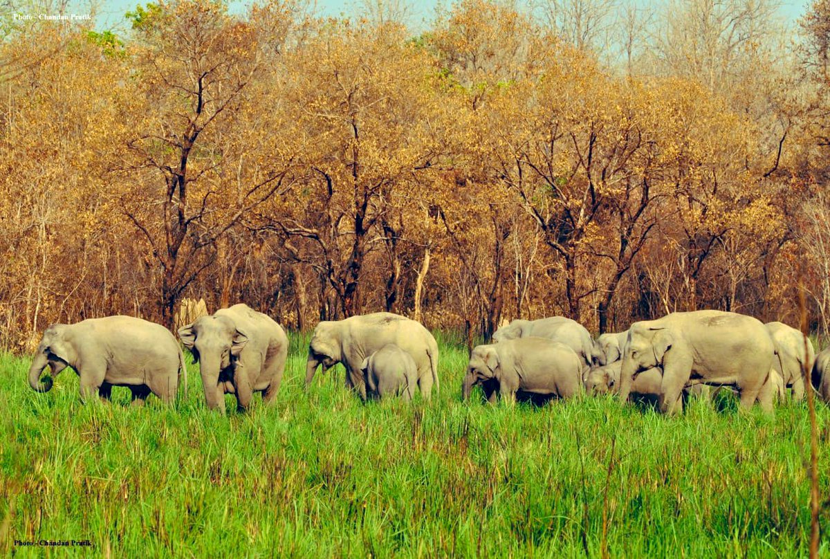rameshpandeyifs's tweet photo. This tricolour from Dudhwa Tiger Reserve was captured by Chandan Prateek. Worth sharing today on #IndependenceDayIndia2020. https://t.co/tfVyCsboMX