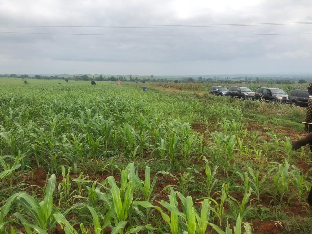 iammegaken's tweet photo. This is the Sobe Farms in Owan West LGA of Edo State.

The governor doesn't make noise, he acts.

Wake and see governor.
#obaseki2020
#VoteObaseki
#EdoIsPDP

@OfficialPDPNig @GovernorObaseki @odigieslim @doll_lenses https://t.co/19ktKxHDe2