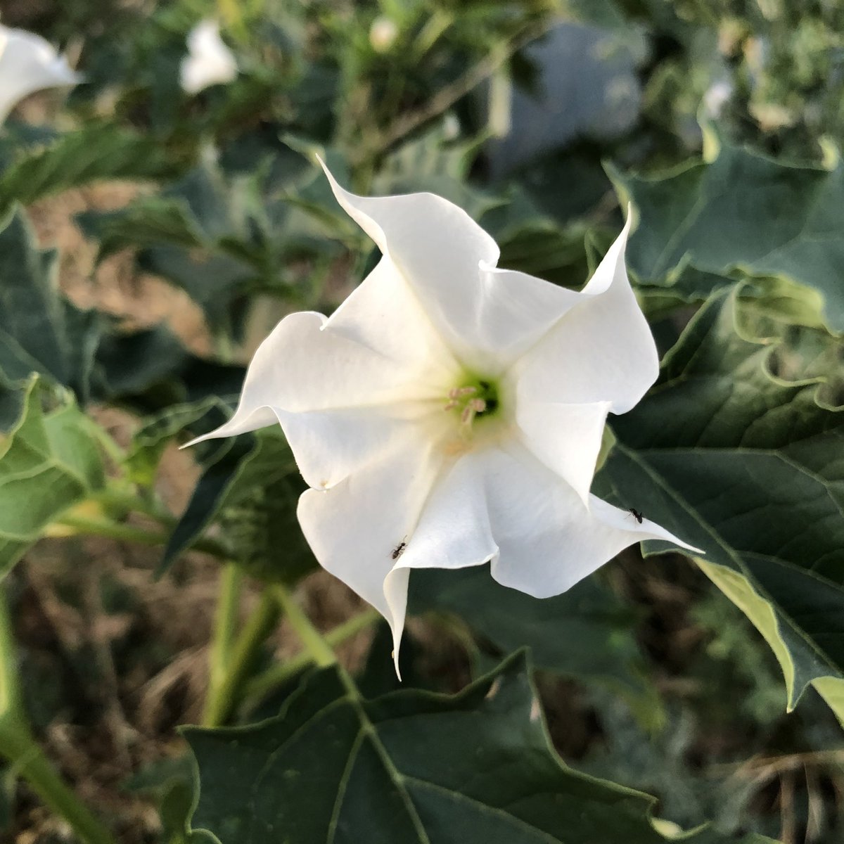 ASCENPA's tweet photo. 💐Hoy, 15 d agosto, se celebra el día d la ASUNCIÓN d la VIRGEN. Un día d celebración d y fiesta d muchos pueblos. Hoy la vivimos d otra forma y felicitamos a las MUJERES q se llaman ASUNCIÓN y pedir q pronto hayamos superado la COVID-19. 

🎤RESPONSABILIDAD y COMPROMISO SOCIAL✍️ https://t.co/oR0DhVIqbf
