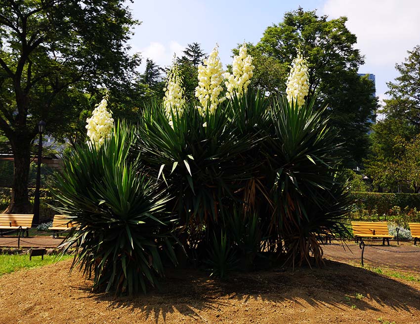 散り斑ユッカとリュウゼツラン ユッカの花（日比谷公園） 「ユッカ」はリュウゼツラン科イトラン属の
