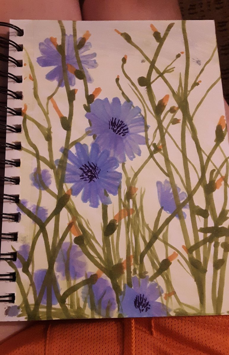 pineconepotato's tweet image. I freaking love chickory flowers