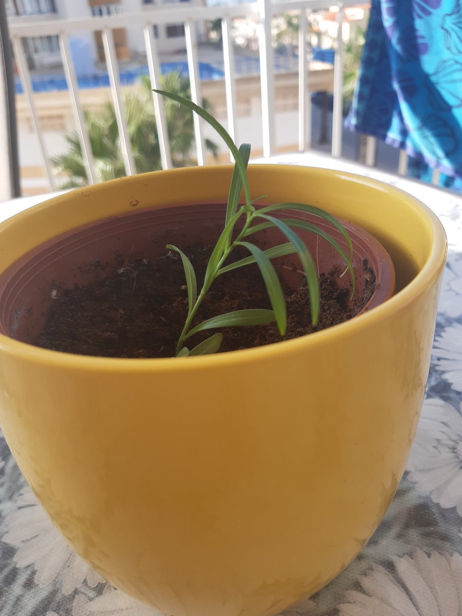 sandracapsir's tweet photo. Miraculosament tornarà el dilluns amb mi a @bromera. Està lluny de ser el lliri de fulles abundants que era. Però vaja... almenys no ha mort del tot i em farà companyia en una tornada incerta i estranya. #tornem #vacancesoff https://t.co/yj0CmqpYpq