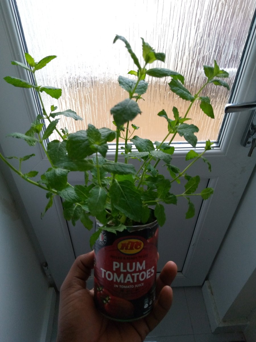 Do you ever want to spice your food or garnish your meal or drink with MINT LEAF?But you have to buy or beg your neighbor for Mint leaf when you can grow it in your HOUSE.Let me tell you how to grow Mint leaf in a containerIt's a beautiful threadRetweet to your followers! 