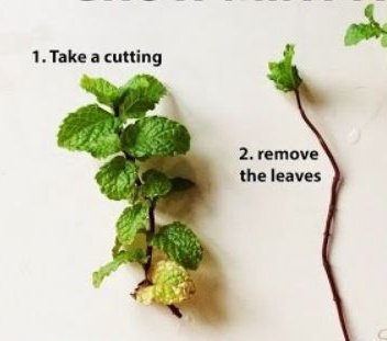 After that is done what you need is your starter plant.It's hard to get Mint Leaf seeds.. so most time we cut from existing plant.If you want to cut from existing plant cut below the node (where leaf grows)Remove the leaf above the node leaving only the top leaves.LIKE THIS