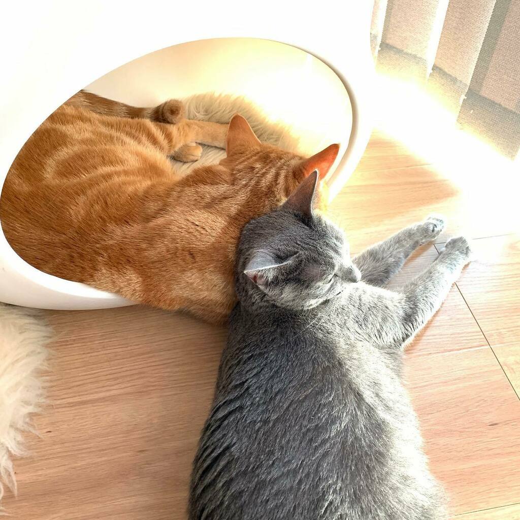 Hirotaka Ogawa Russianblue ロシアンブルー Redtubby Americanshorthair Cat レッドタビー アメリカンショートヘア 猫 いいね待ち猫 T Co Fwzk4k01kq T Co Yqdkb6qizs Twitter Hirotaka Ogawa Russianblue ロシアンブルー Redtubby Americanshorthair Cat レッドタビー アメリカンショートヘア 猫 いいね待ち猫 T Co Fwzk4k01kq T Co Yqdkb6qizs Twitter