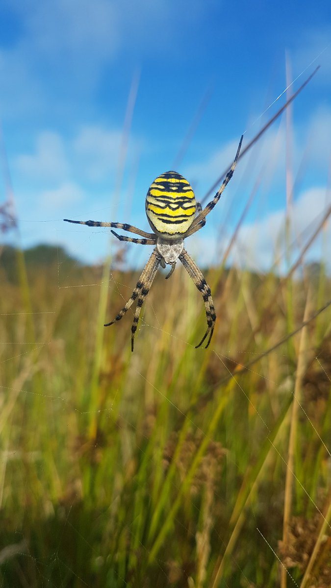 Fully grown now. @CwallWildlife @spiders @Britnatureguide @uknature @BritishSpiders #windmillfarmnnr