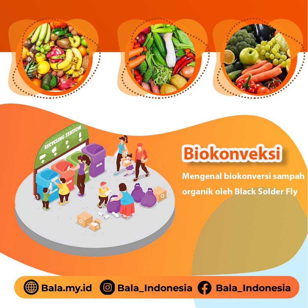 IndonesiaBala's tweet photo. Biokonversi Sampah dengan Biomesin Maggot BSF

Tahukah sobat Ksatria BSF salah satu problematik yang hingga kini belum terselesaikan adalah sampah, tak hanya sampah plastik saja, rupanya sampah organik pun tak luput menjadi problematika utama. https://t.co/RXNPSpUSxK