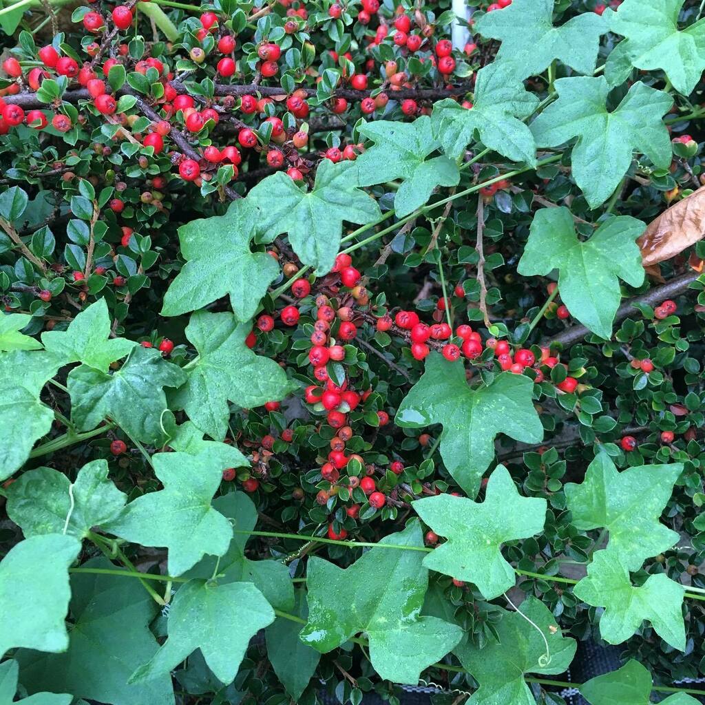Rhizowen's tweet photo. East meets west: Cotoneaster horizontalis (China) festooned by Melothria pendula (USA). #melothria #cotoneaster #melothriapendula #cotoneasterhorizontalis #pentocz #edimentals #rosaceae #cucurbitaceae #plantsaretrueinternationalists #novelintetactions https://t.co/q3Dl4nLId9 https://t.co/UGYln1JTQz