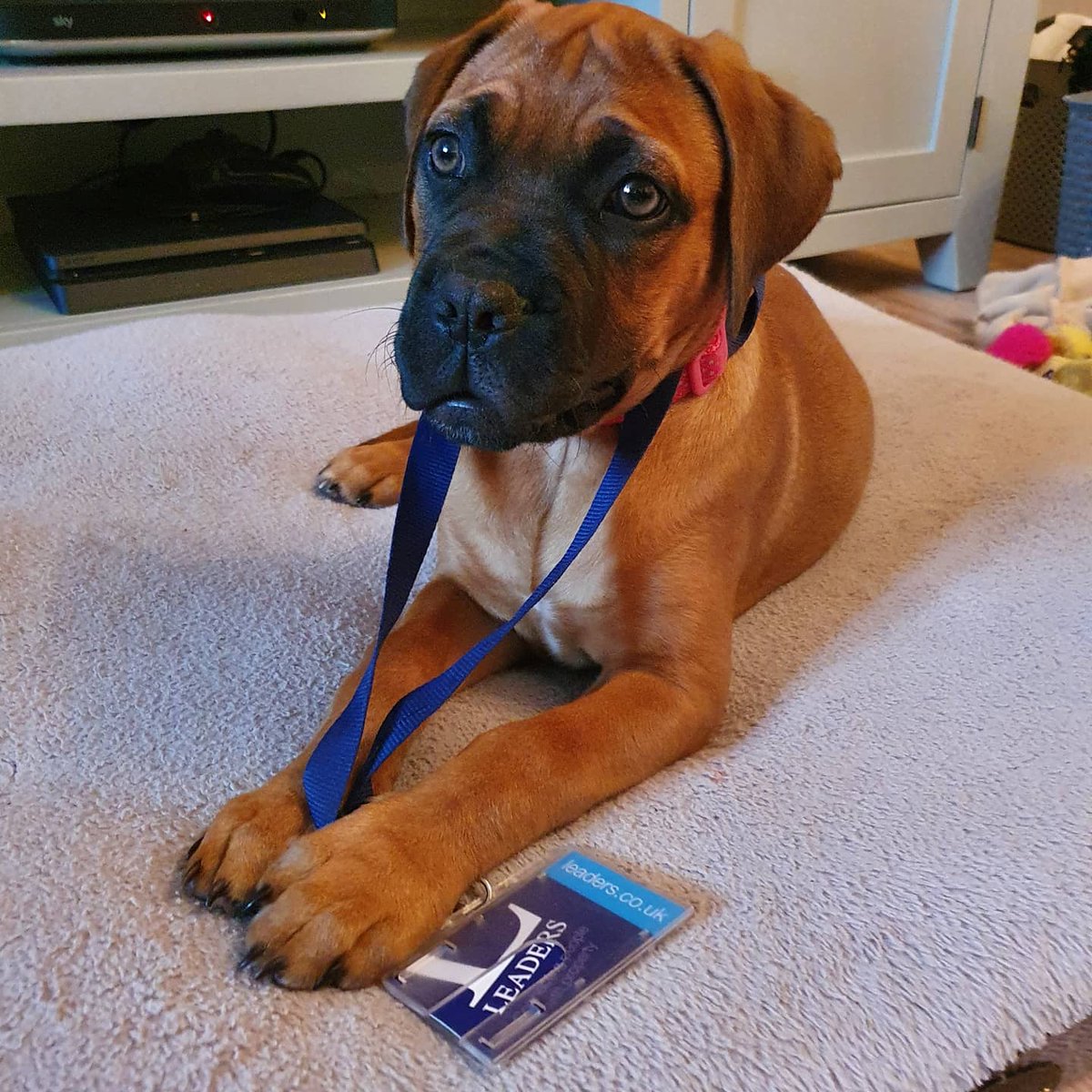 Don't go to work today....😥

Dont worry....WE ARE OPEN.... Contact us for all your property needs on ☎️ 01285 642550 or email us at 📧 cirencester@leaders.co.uk 

@myathemastiff #property #lettings  #lettingsagents #weekend