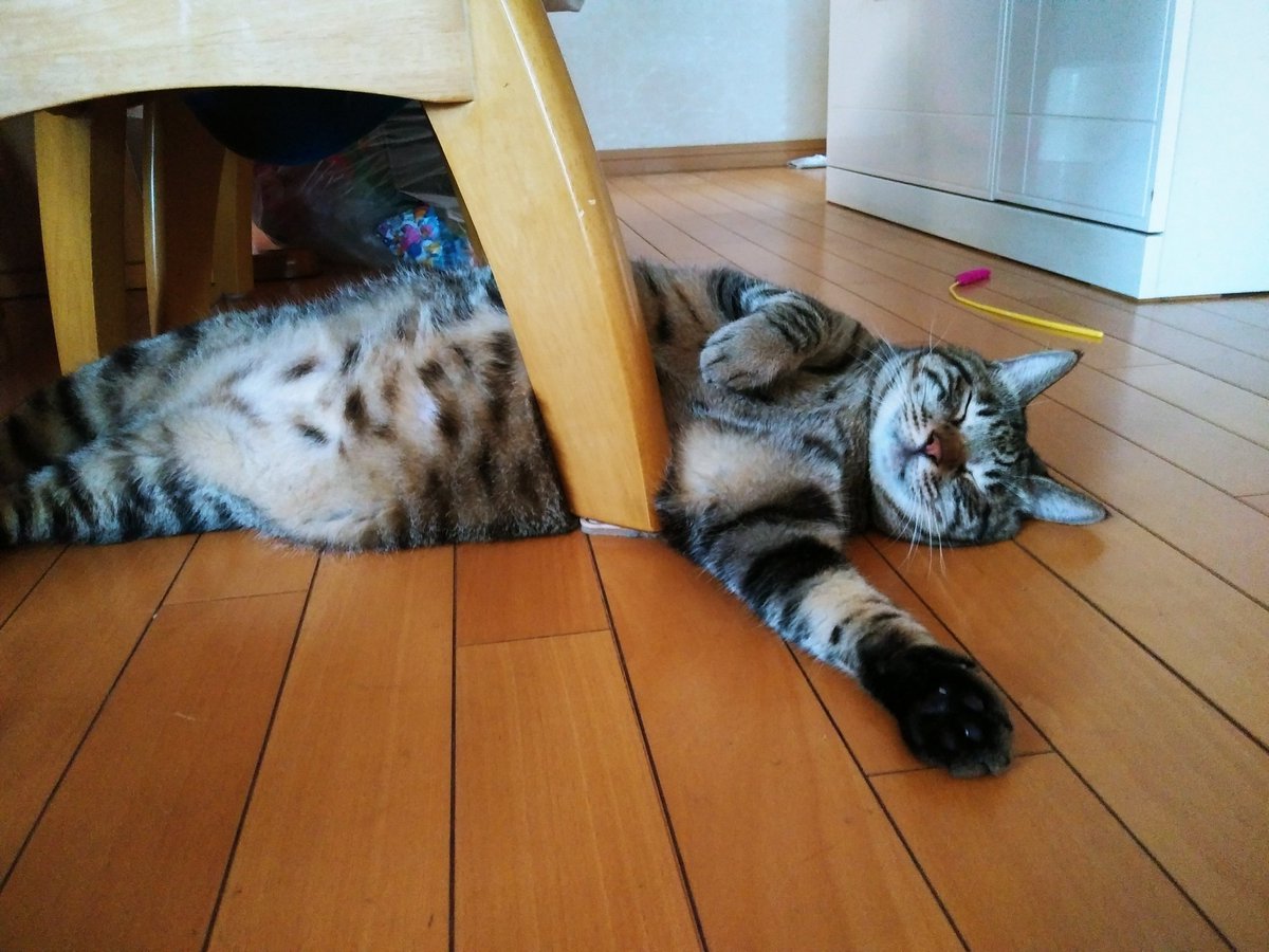 きじとら きじとら🐾 (@FS5pgyIfdBB14eN) / Posts / X