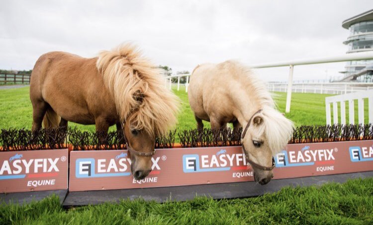 One of the many things I love about my job, in any given day, you just never know who you’ll meet or what you’ll get up to...
🤩Superstars in training with @EasyfixEquine