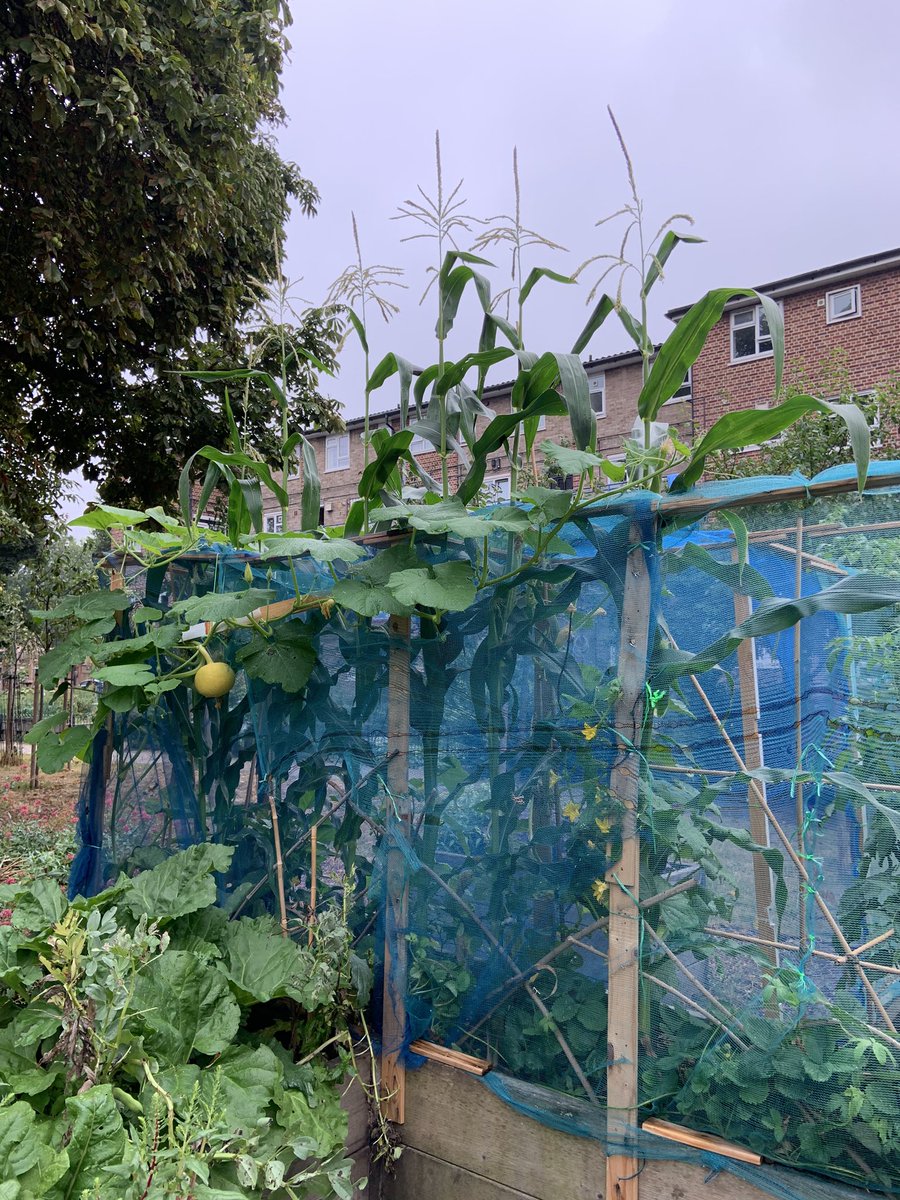 MorlandTRA's tweet photo. This large raised bed was built this year in what had been an empty patch of concrete. Now our garden is bursting at the seams! A bountiful harvest rewards our hard work 🧑‍🌾🌾 https://t.co/vtgmcPuCMd