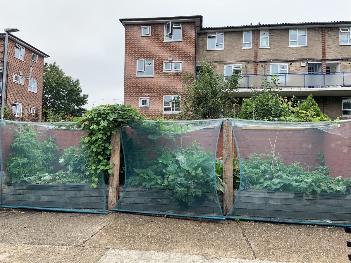 MorlandTRA's tweet photo. This large raised bed was built this year in what had been an empty patch of concrete. Now our garden is bursting at the seams! A bountiful harvest rewards our hard work 🧑‍🌾🌾 https://t.co/vtgmcPuCMd